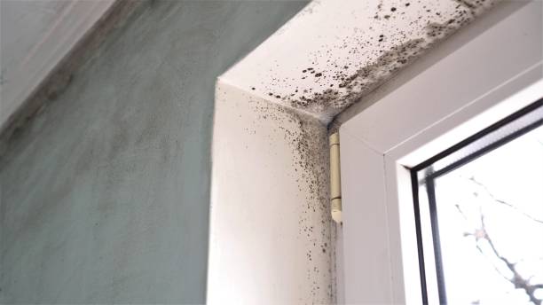 Best Certified Mold Removal  in Krebs, OK