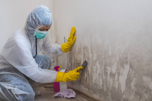 Best Mold Remediation  in Krebs, OK
