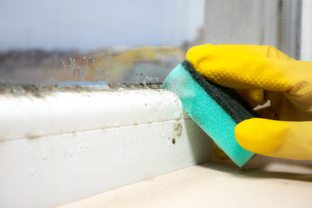 Best Attic Mold Removal  in Krebs, OK