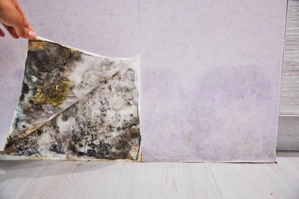 Best Mold Damage Repair  in Krebs, OK